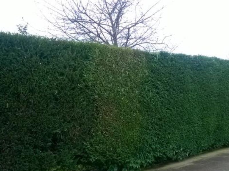 Tree & Hedge Work Rushden, Northamptonshire