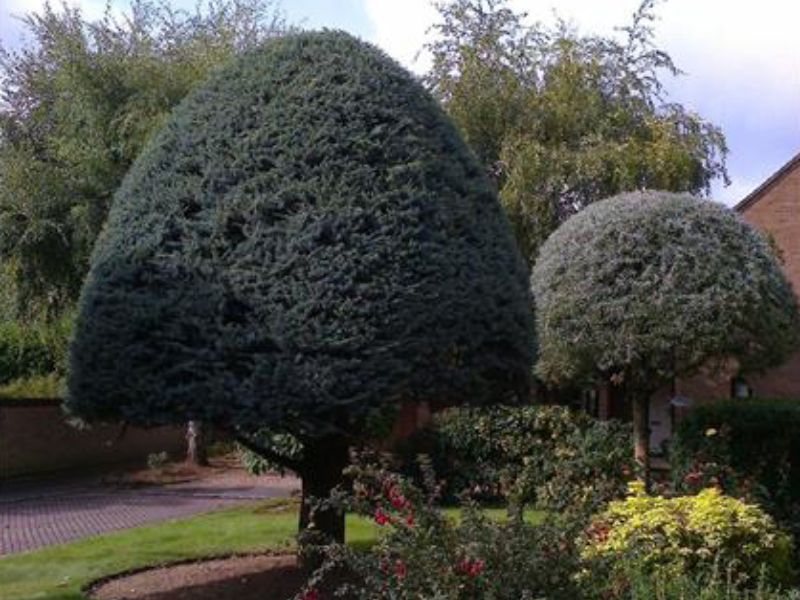 Tree & Hedge Work Rushden, Northamptonshire