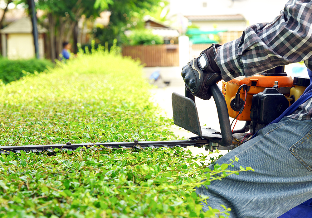 Arborists Kettering, Northamptonshire