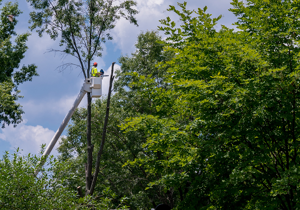 Arborists Oundle, Northamptonshire