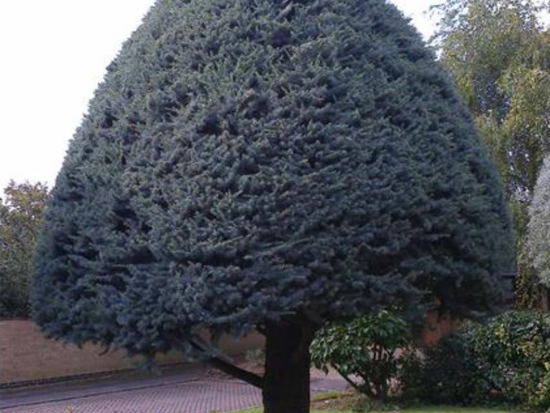 Tree & Hedge Work Thrapston, Northamptonshire