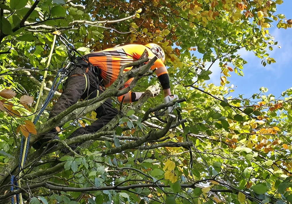 arborist services in northampton northamptonshire