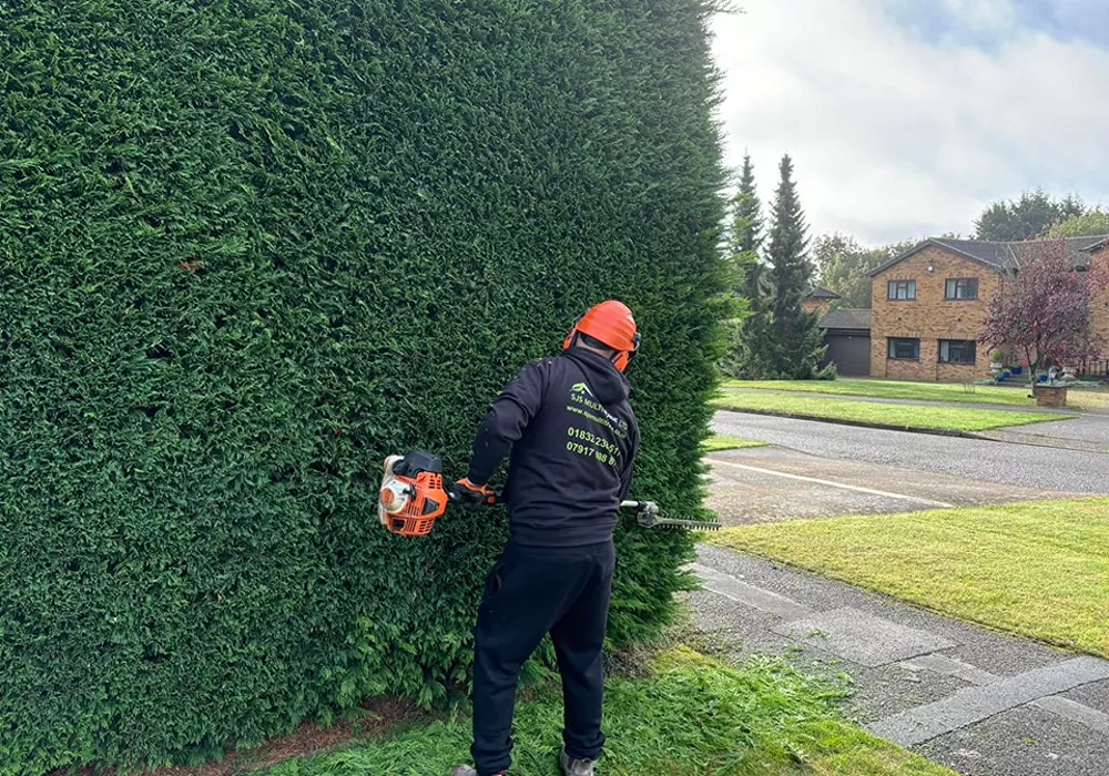 tree and hedge services in northampton