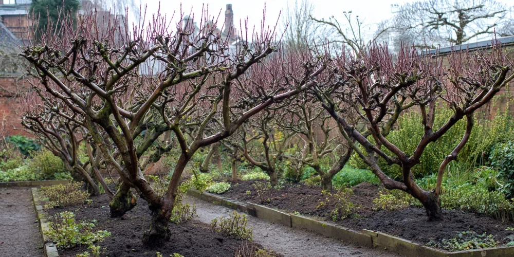 Why Tree Pruning Is Essential for Healthy Growth